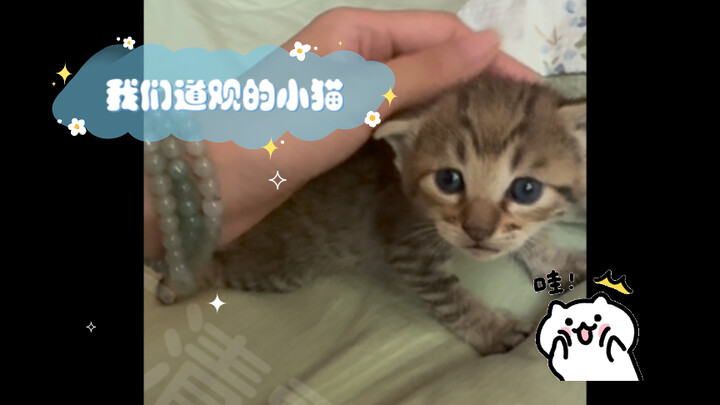 ขอแนะนำหน่อยนะ นี่คือลูกของวัดเรา ยังไม่ได้ตั้งชื่อเลย และเป็นลูกคนที่สองในบ้าน