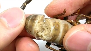 [Bò cạp] Chưng một con bò cạp chết vì cao huyết áp, nhiều gạch quá