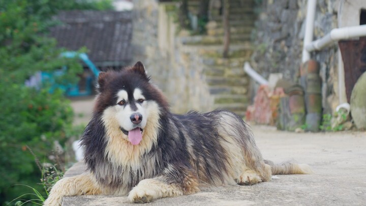 Chị Bồn đã chuẩn bị xong bữa cơm, Vương Bảo Bảo đi gọi ông nội về nhà ăn cơm nè～