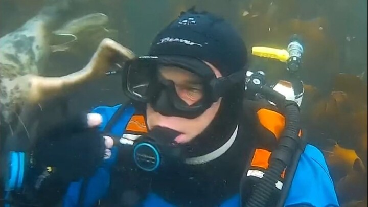 الفقمة، أنا بألعب بالأسماك المائية الماصة!