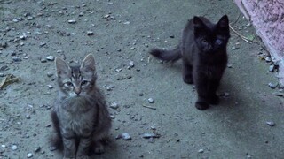 Two kittens without a mom today