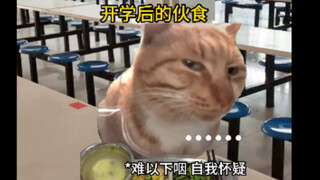 猫猫开学前后对比