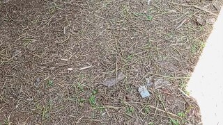 nanalo ka nga pero de naka survive.