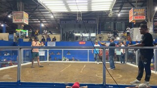 4Stag Derby Nasugbu Cockpit Arena White Choco Win