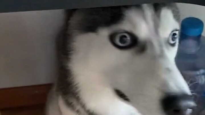 Fun Facts About Dogs