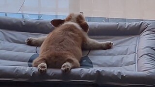 “The Current State of Dog Repair in Contemporary Times”