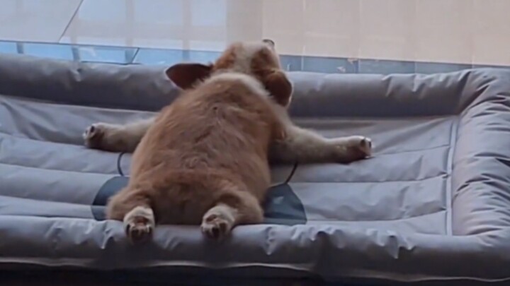 “The Current State of Dog Repair in Contemporary Times”