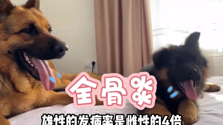 Your perfectly fine leg suddenly goes lame—could it be “total osteomyelitis”?