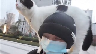 Cảm giác thư giãn của mèo Tứ Xuyên