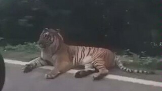 Tiger: Just a token of my appreciation...
