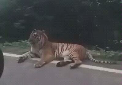 Tiger: Just a token of my appreciation...