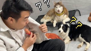试图在狗子们眼皮底下偷吃，笑死……吃不了一点！