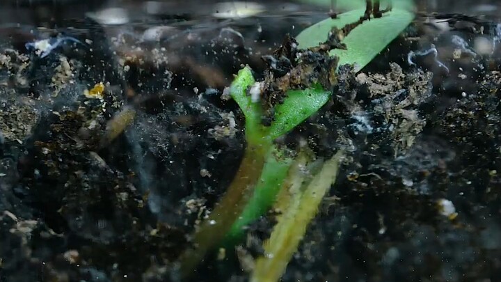 [Chụp time-lapse] Hoa cúc vạn thọ