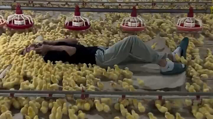 A chicken farmer shares how he unwinds during stressful moments.