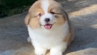 "Bác sĩ tâm thần giỏi nhất là con chó ngu ngốc!"