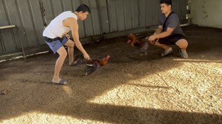 Chris purple oak grove ylh vs rvv fatima gamefarm blue facehatch both broodcock