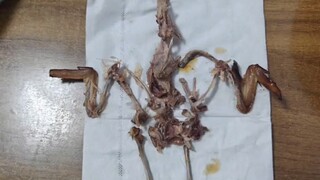 百年难遇的天才集体出道！