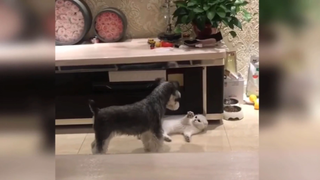 Đôi khi đám cún còn nghịch hơn cả đám mèo