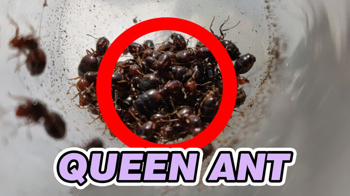 Trải nghiệm một buổi chiều bắt hơn 30 con kiến ​​chúa là như thế nào?
