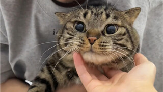 Saya akhirnya mengerti mengapa Chou Juanbao suka memukul kucing.