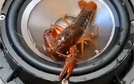 Shrimp: This skin move is so satisfying!