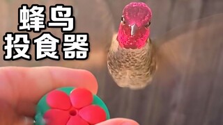 用喂食器和每天出现在窗外的蜂鸟成为 好朋友
