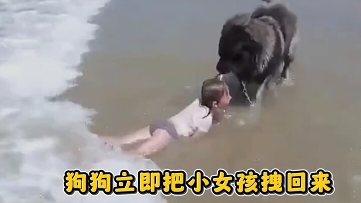 حتى الحيوانات تعرف كيف تحمي مالكها، بينما بعض الناس لا يعرفون حتى كيف يقدّرون والديهم.. يا له من عار