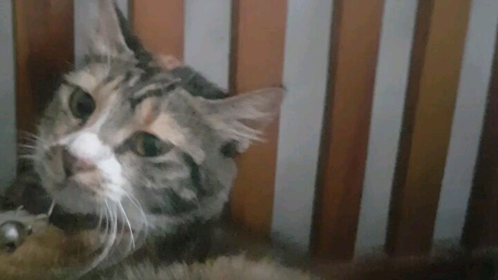 maaf ya gays aku kaya maksa alias nyiksa tpi aku gk kaya gitu sebenernya aku tuh gemess ama si osi