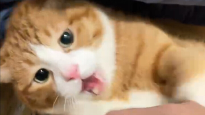 Mèo Mi hôm nay vui chưa? (^)(^^)