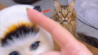 Kecemburuan membuat kucing tampak tidak dapat dikenali!