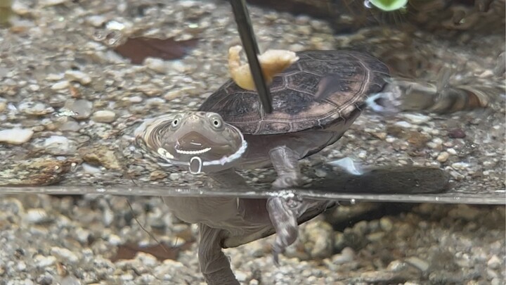 New sound effects for the backstroke turtle~