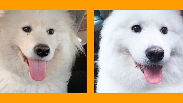 [Samoyed] Looks like Oboi before the bath, but after washing up, everyone in the village says she’s 