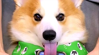 Pi Boss Hot Dance丨Vũ điệu thẻ hành trình