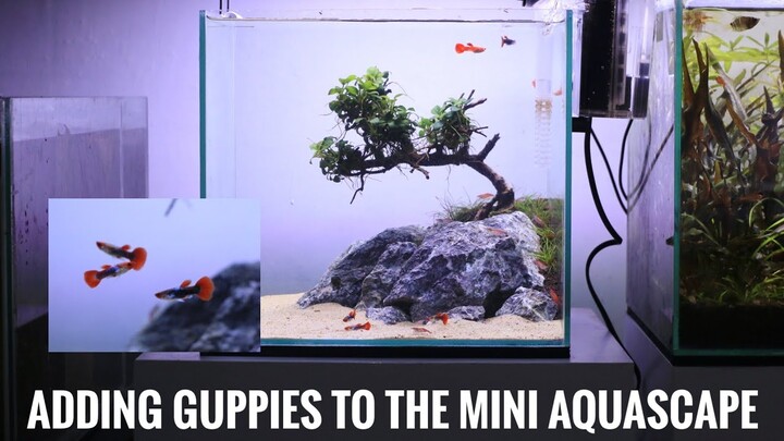 Ikan Guppy untuk Aquascape Mini Bonsaiku | nature aquascape low tech tank | PART 2