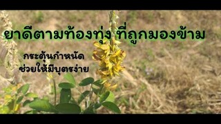 หิ่งห้อยยาดีตามไร่นา สรรพคุณทางยาดีมากๆ /โดยฮอยไทยอีสาน