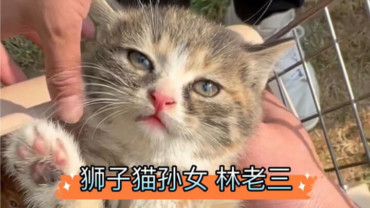 Revisiting the Lion Cat’s Granddaughter: Old Man Lin the Third