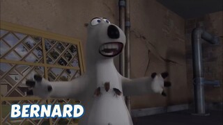 BERNARD BEAR || THE FUMIGATOR - CARTOON CHILDREN
