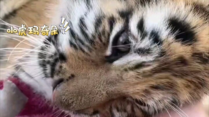 Machiduo yang baru buka sehari, begitu disentuh saja langsung tertidur, imut banget!