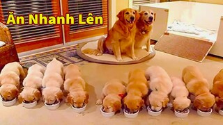 Thú Cưng TV | Trứng Vàng và Trứng Bạc #32 | Chó Golden Gâu Đần thông minh vui nhộn | Pets smart dog