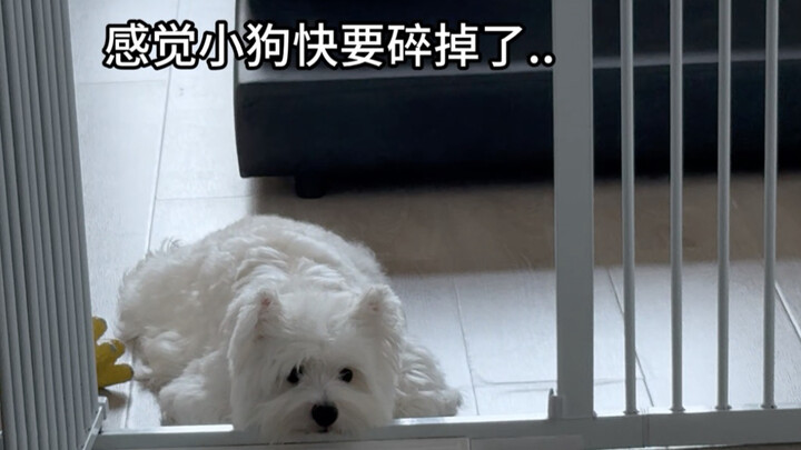 The first day of sneaking my dog to work without getting caught!