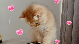 Khi nào thì mèo con ngoan nhất