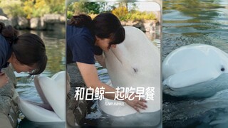 白鲸怎么可以这么可爱🥹