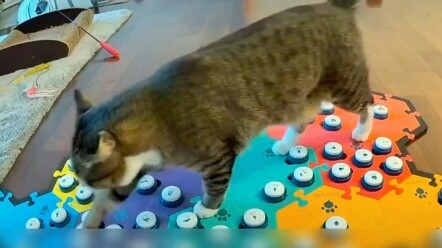 Another Day When Humans Come Up Short Compared to Cats