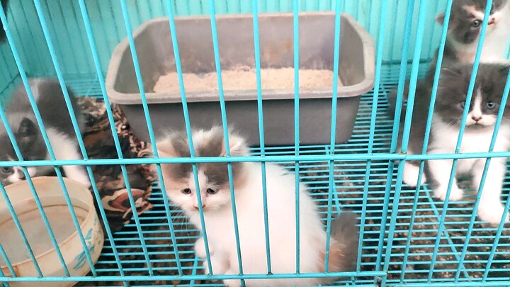 si pus yang amat lucu