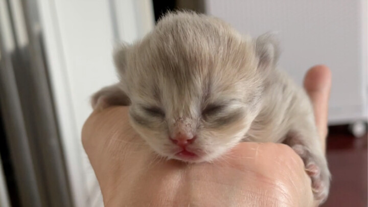 Don't rush to throw it away right after it's born—try raising it for two more months!