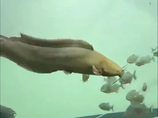 Putting a catfish into a piranha tank