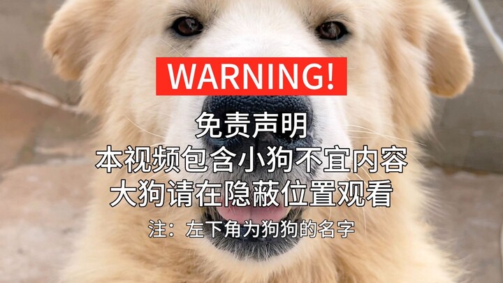 Such cute dog mouths! (Don’t watch this in public, or you might get mistaken for a creep.)