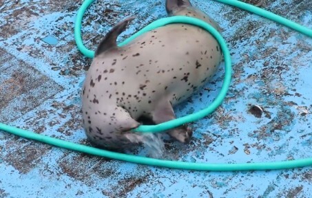 Proses pabrik macan jahat memproses macan yang disuntik air