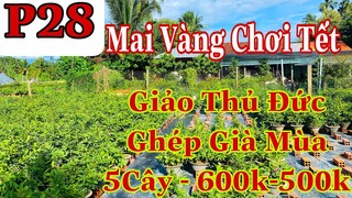 mai vàng chơi tết p28 | 0359722498 Tiến | mai giảo thủ đức giá sỉ 5 cây - 600k 500k bao ship