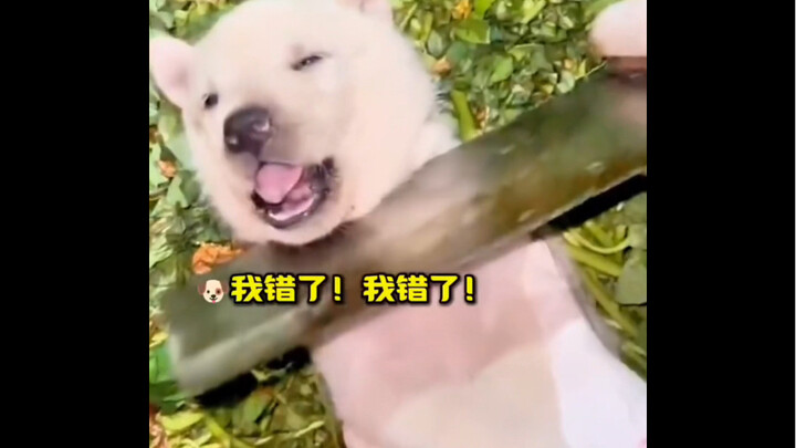 "Curiosity kills the dog"